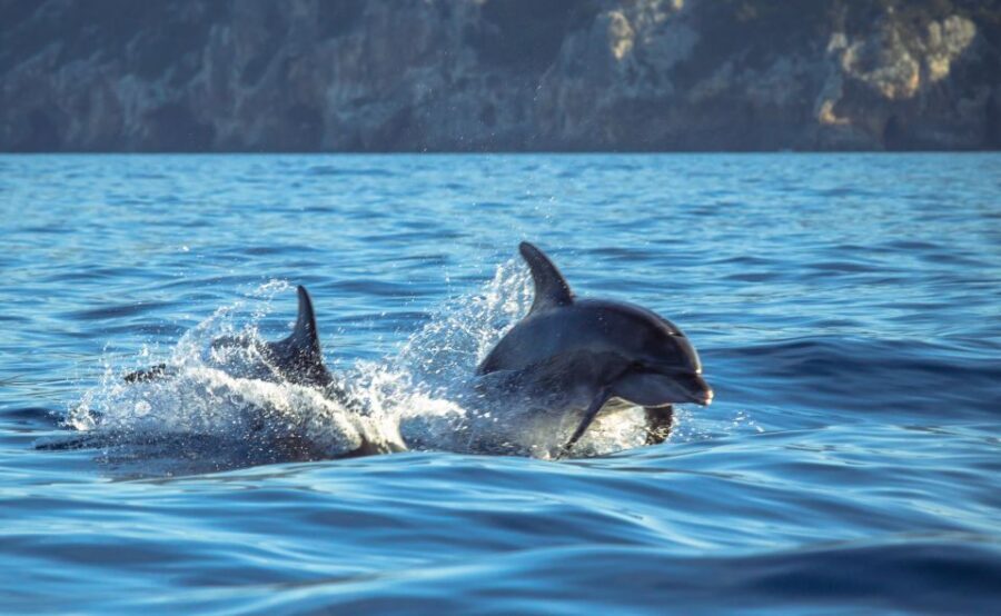 Sesimbra: Dolphin Watching with a marine biologist - Sailing past Arrábida Natural Park: your best photo windows