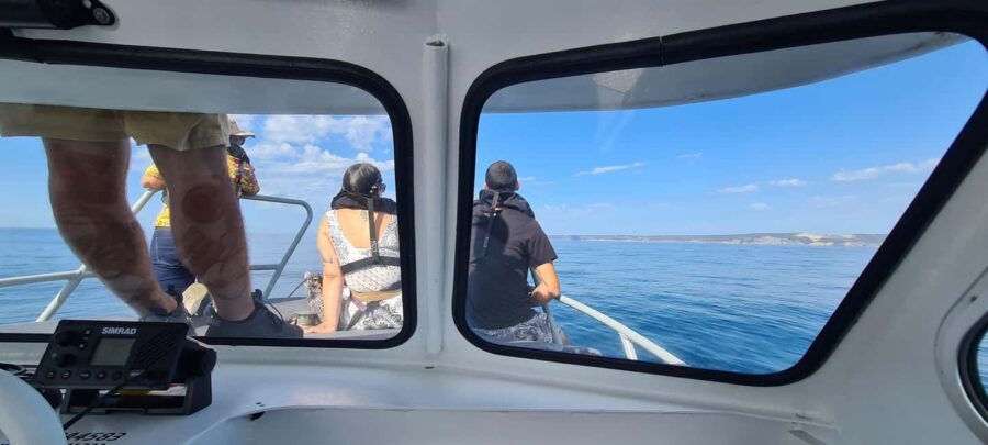 Sesimbra: Dolphin Watching with a marine biologist - Should you book this dolphin watching trip from Sesimbra?