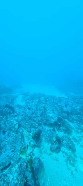 Sesimbra: First Scuba Diving Experience in the Ocean - Price and Value: Is $117 a Good Deal for a First Session?