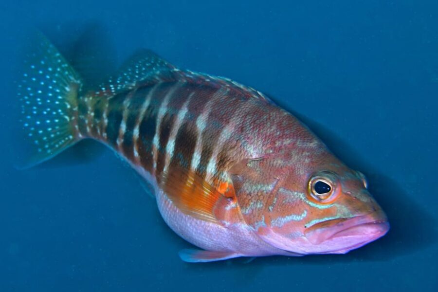 Sesimbra: Scuba Diving Experience for Beginners - What you’ll see in the Atlantic: fish, octopus, and everyday magic