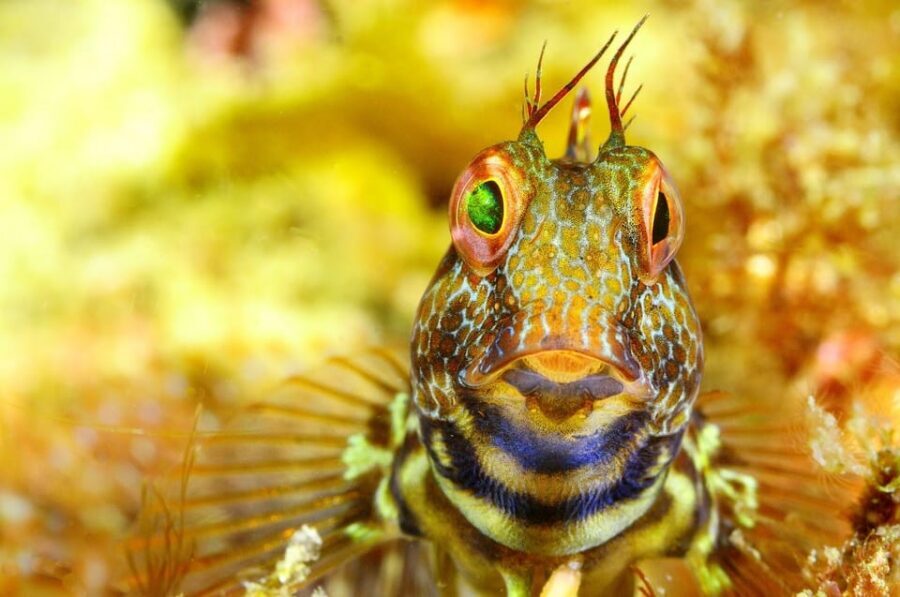 Sesimbra: Scuba Diving Experience for Beginners - SSI Try Scuba recognition: what you get for future certification