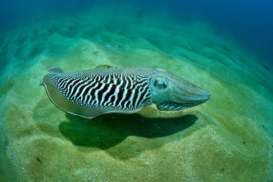 Sesimbra: Scuba Diving Experience for Beginners - Timing, the 2-hour format, and the no-fly rule