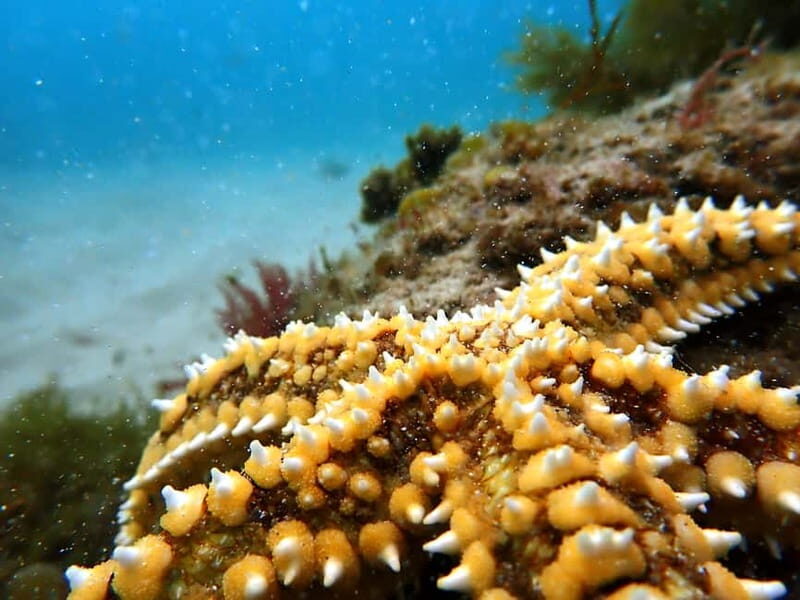 Sesimbra: Snorkeling experience in Arrábida Marine Reserve - Key highlights you’ll feel fast