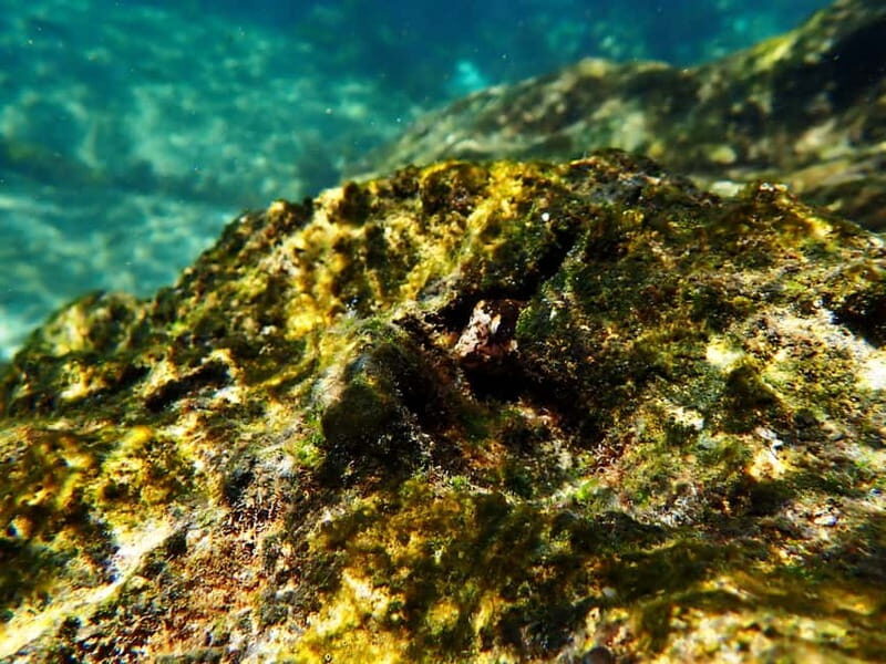 Sesimbra: Snorkeling experience in Arrábida Marine Reserve - Underwater time: how instruction boosts comfort and what to watch for