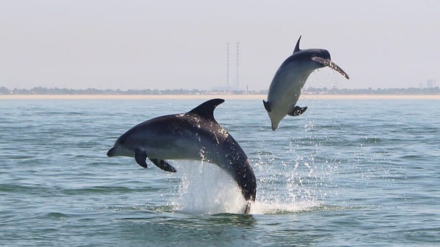 Setúbal and Tróia: Dolphin Watching and Arrábida Bays - Key highlights you’ll feel right away