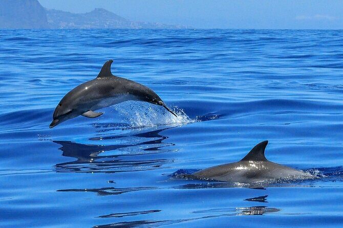 Setúbal Private Tour - Including Dolphin Watching - Cristo Rei from the outside: a dramatic warm-up from Lisbon