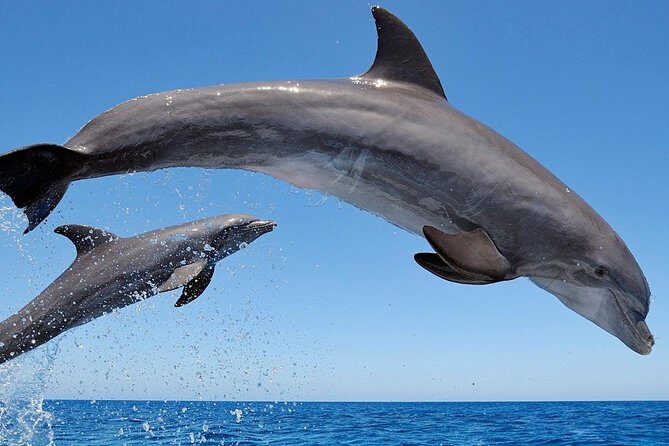 Setúbal Private Tour - Including Dolphin Watching - How the day feels: timing, comfort, and private group advantages