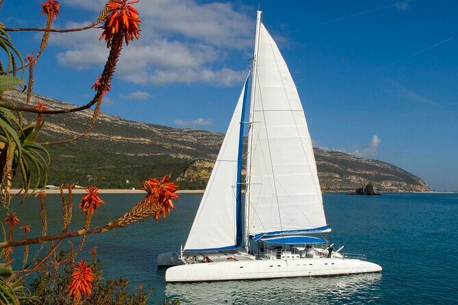 Setúbal Private Tour - Including Dolphin Watching - Who should book this Setúbal dolphin tour
