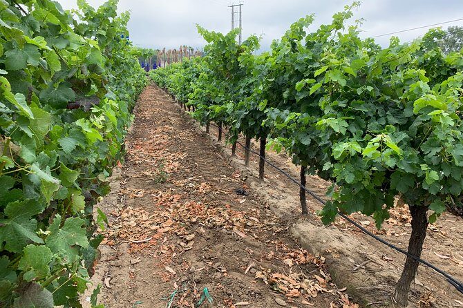 Setúbal Wine Tour with Visit and Tasting at 2 Wineries - Getting there: pickup, small-group pace, and the real value of not driving