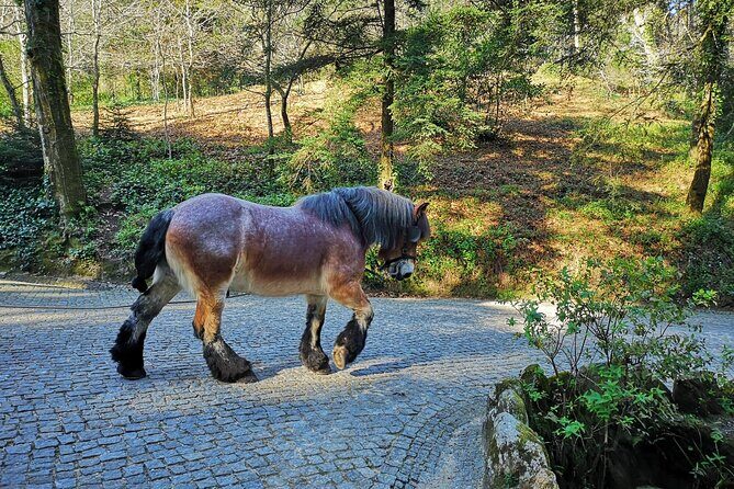 Sintra Tour with Pena Palace, Moorish Castle and Regaleira - Private - Castelo dos Mouros: views first, then the walls start talking