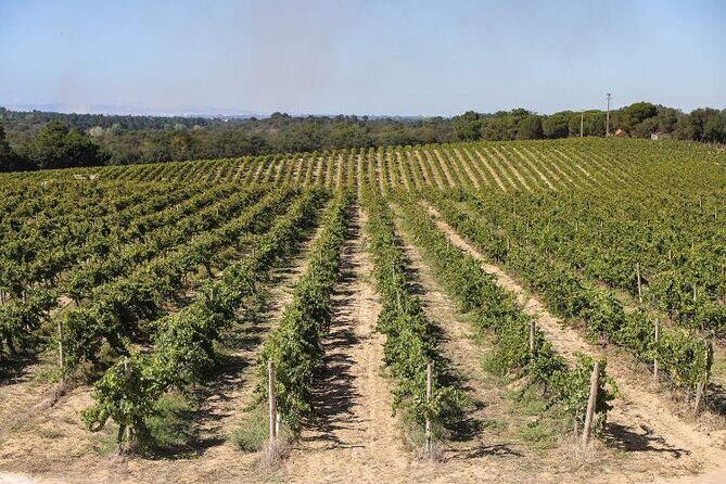 Small Group Full-Day Arrábida Wine Tour and Food Tasting - Bacalhôa Quinta: luxury wine touring plus a three-wine tasting