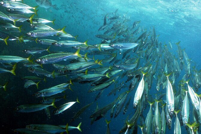 Snorkeling - Marine Park Discovery - Why Arrábida’s marine park is ideal for snorkeling