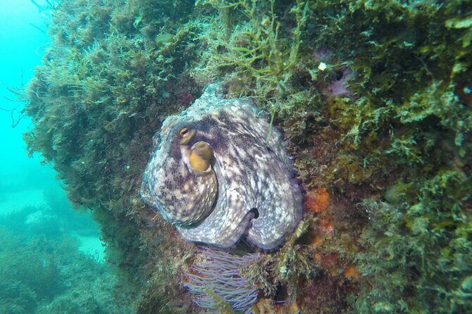 Snorkeling - Marine Park Discovery - Your two snorkeling stops: Vertente Natural and Parque Natural da Arrábida
