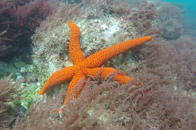 Snorkeling - Marine Park Discovery - Price and value: is $70.98 worth it?