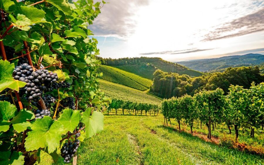 Wine Tasting - Private Half-Day Tour - What $199 per person gets you (and when it’s a good deal)